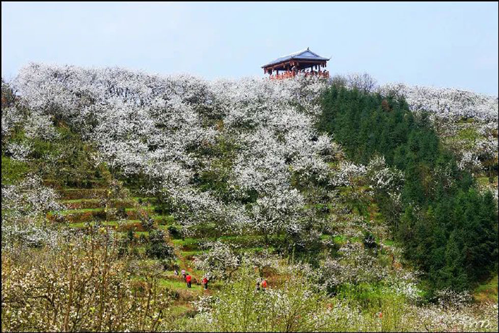 【春天，广西桂林灌阳县向您发出邀请！】我们在灌阳看梨花 - 游山玩水 - 大兴安岭生活社区 - 大兴安岭28生活网 dxal.28life.com