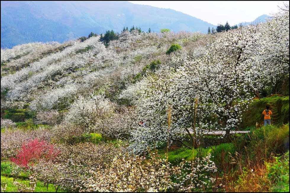 【春天，广西桂林灌阳县向您发出邀请！】我们在灌阳看梨花 - 游山玩水 - 大兴安岭生活社区 - 大兴安岭28生活网 dxal.28life.com