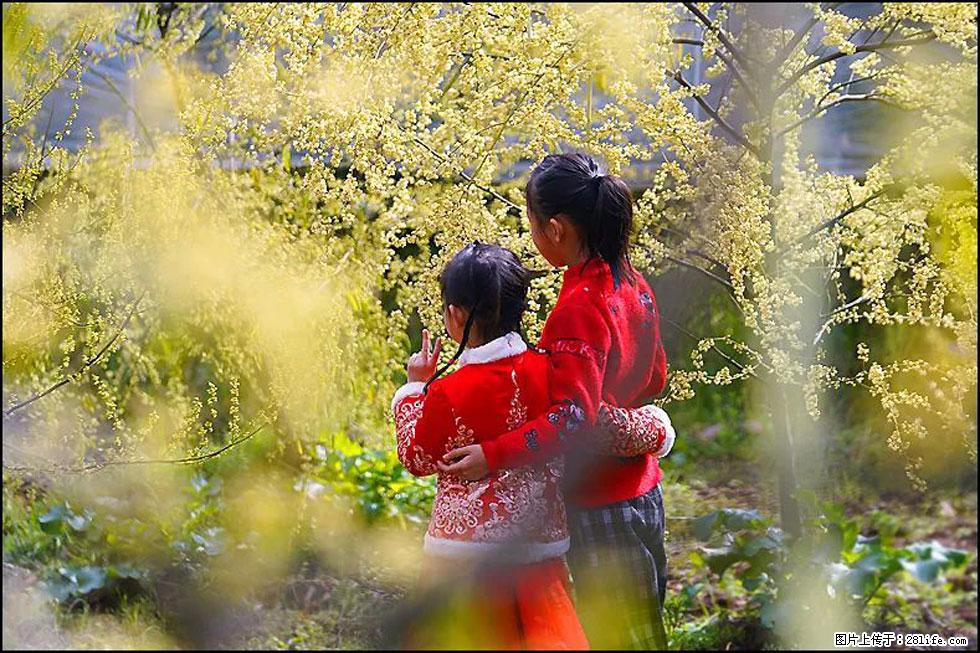 【春天,广西桂林灌阳县向您发出邀请!】米珠山前有片山苍子花在飘香 - 游山玩水 - 大兴安岭生活社区 - 大兴安岭28生活网 dxal.28life.com