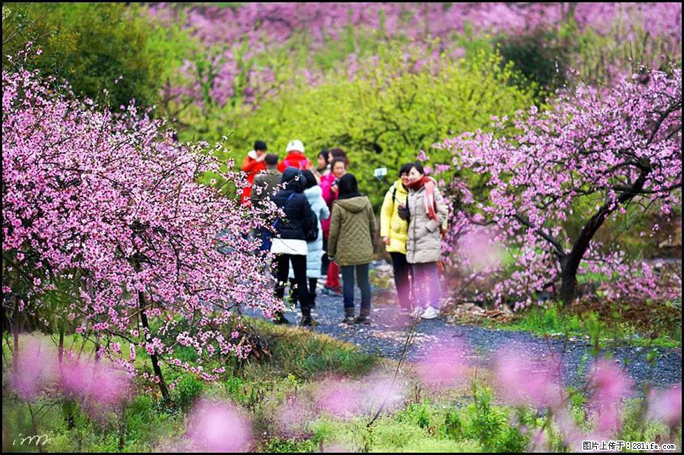 【春天，广西桂林灌阳县向您发出邀请！】官庄村有个醉美的桃花园 - 游山玩水 - 大兴安岭生活社区 - 大兴安岭28生活网 dxal.28life.com