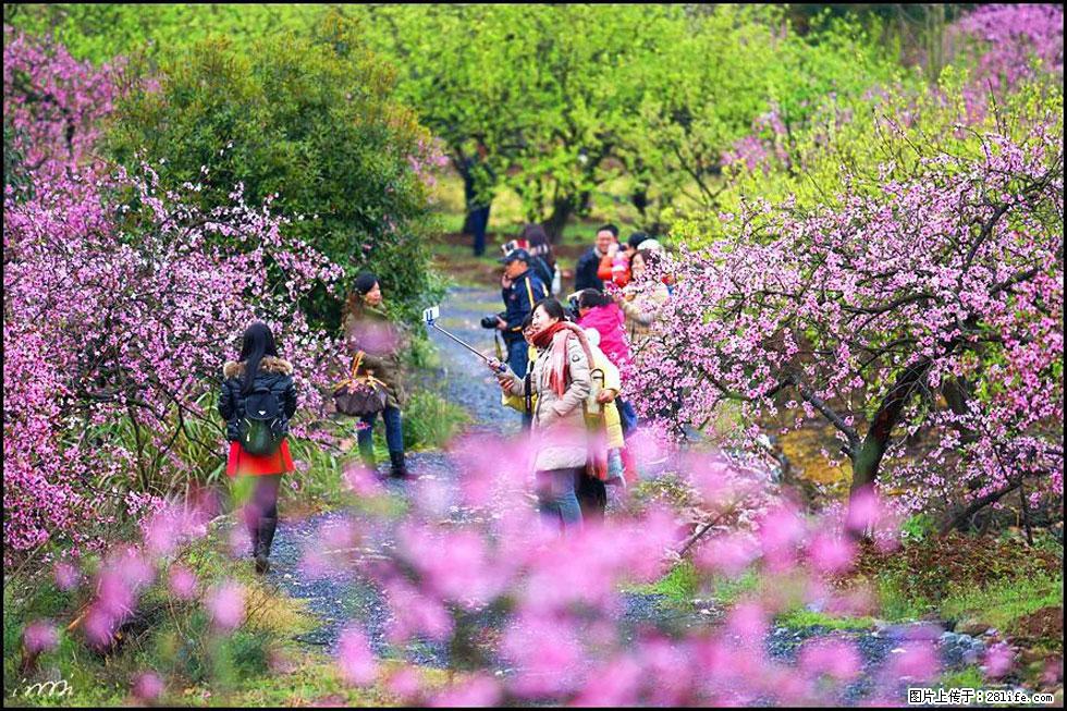 【春天,广西桂林灌阳县向您发出邀请!】官庄村有个醉美的桃花园 - 游山玩水 - 大兴安岭生活社区 - 大兴安岭28生活网 dxal.28life.com