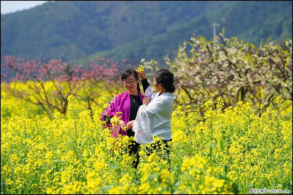 【春天，广西桂林灌阳县向您发出邀请！】长坪村油菜盛情花开 - 游山玩水 - 大兴安岭生活社区 - 大兴安岭28生活网 dxal.28life.com