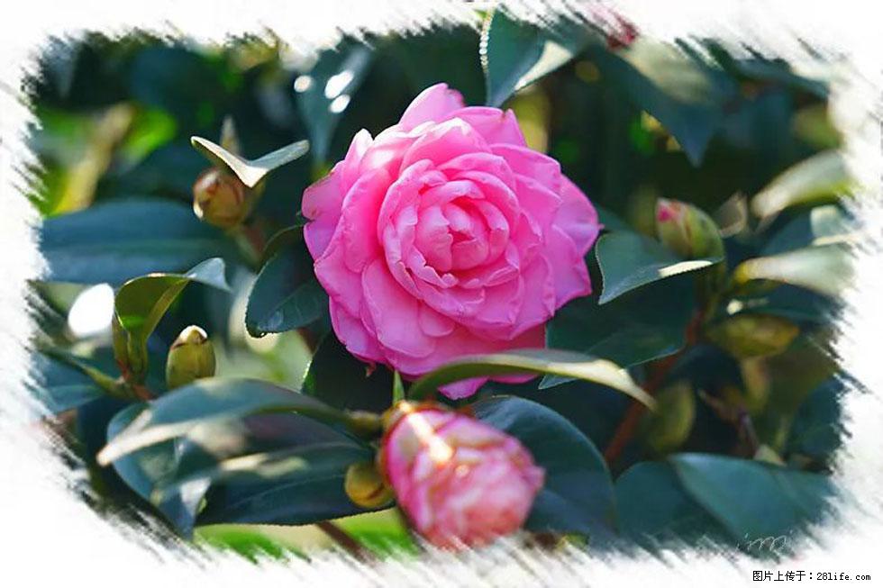 【春天,广西桂林灌阳县向您发出邀请!】杨柳井茶花惹人爱 - 游山玩水 - 大兴安岭生活社区 - 大兴安岭28生活网 dxal.28life.com