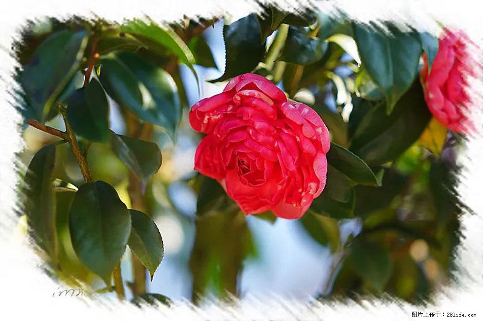【春天,广西桂林灌阳县向您发出邀请!】杨柳井茶花惹人爱 - 游山玩水 - 大兴安岭生活社区 - 大兴安岭28生活网 dxal.28life.com