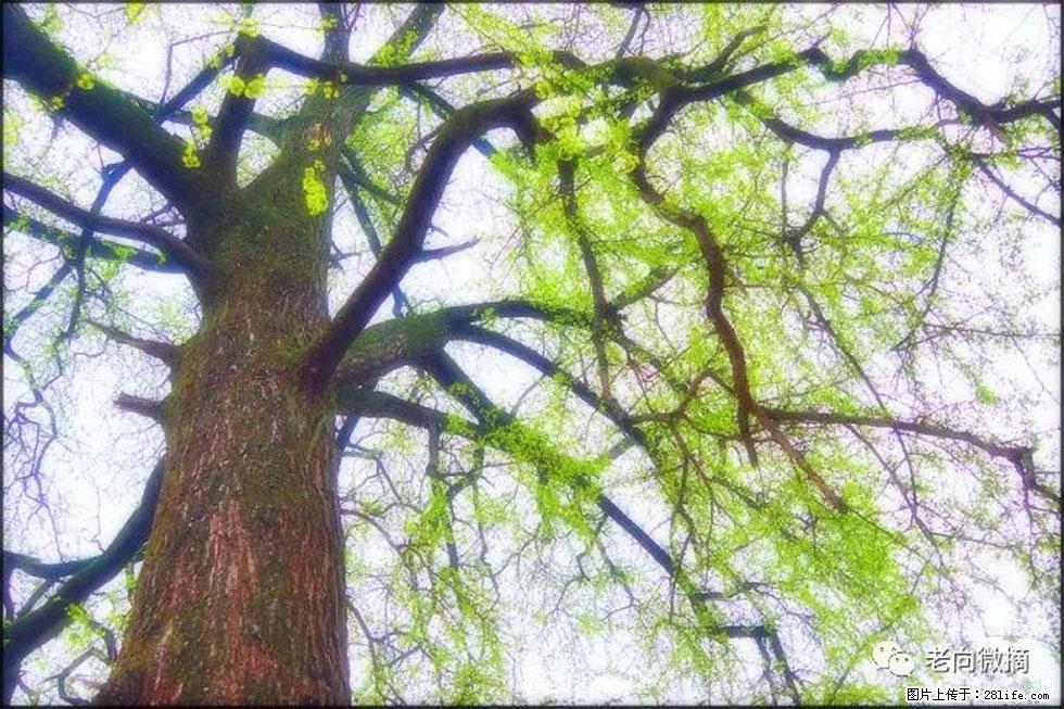 【春天,广西桂林灌阳县向您发出邀请!】在小龙村与春天约会 - 游山玩水 - 大兴安岭生活社区 - 大兴安岭28生活网 dxal.28life.com