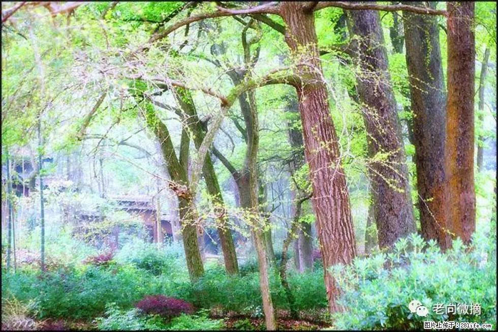 【春天,广西桂林灌阳县向您发出邀请!】在小龙村与春天约会 - 游山玩水 - 大兴安岭生活社区 - 大兴安岭28生活网 dxal.28life.com