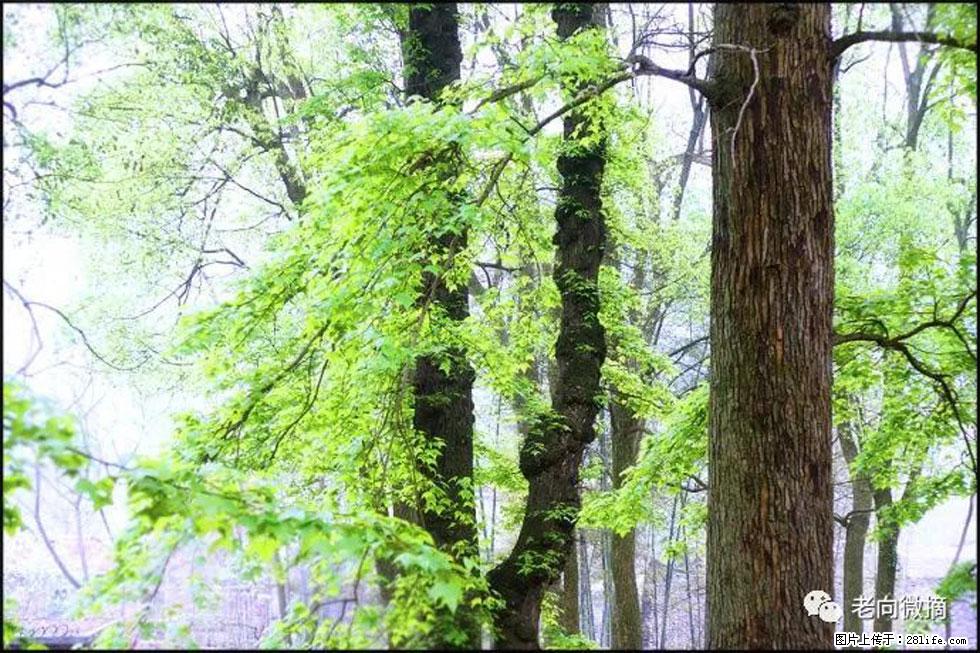 【春天,广西桂林灌阳县向您发出邀请!】在小龙村与春天约会 - 游山玩水 - 大兴安岭生活社区 - 大兴安岭28生活网 dxal.28life.com