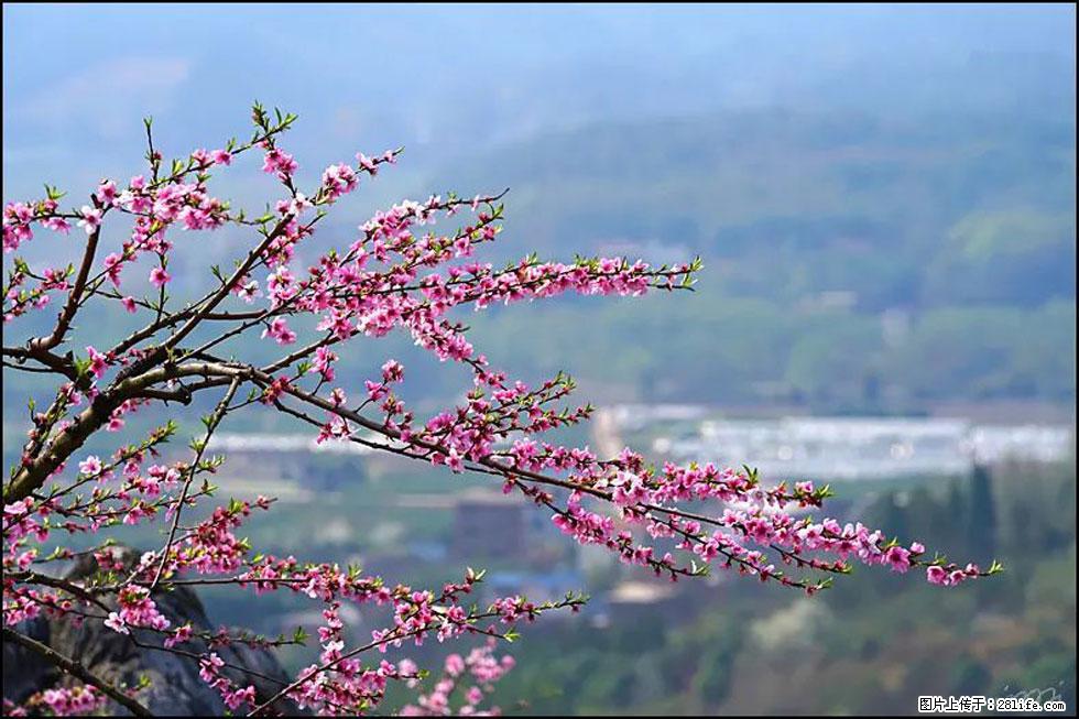 【春天,广西桂林灌阳县向您发出邀请!】望月岭上桃花开 - 游山玩水 - 大兴安岭生活社区 - 大兴安岭28生活网 dxal.28life.com