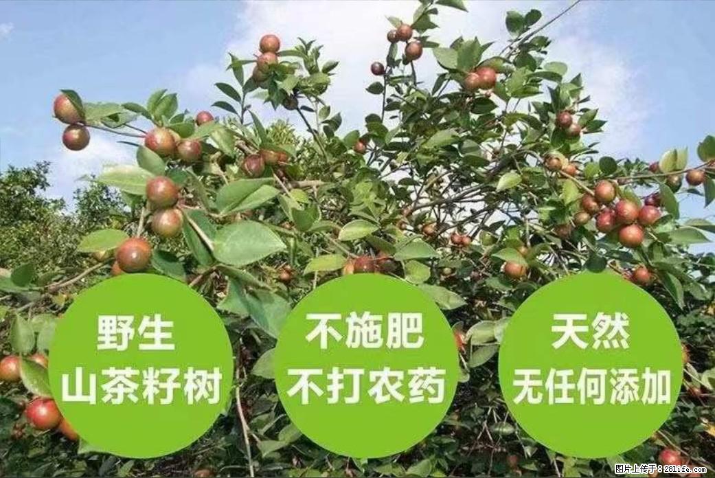 【灌阳县油茶产业示范区】一个有着充实的精神生活的人,对待身外之物自会有一种淡泊的态度 - 土特产 - 饮食特产 - 大兴安岭分类信息 - 大兴安岭28生活网 dxal.28life.com