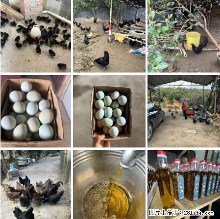 油茶园从小鸡仔开始养起的纯土鸡、土鸡蛋可以预定啦!还有前几天刚榨的纯山茶油哦 - 美食天地 - 大兴安岭生活社区 - 大兴安岭28生活网 dxal.28life.com