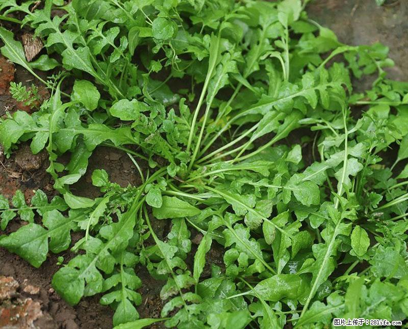 这些蔬菜是“天然钙片”，这6种被医生重点推荐 - 大兴安岭生活资讯 - 大兴安岭28生活网 dxal.28life.com