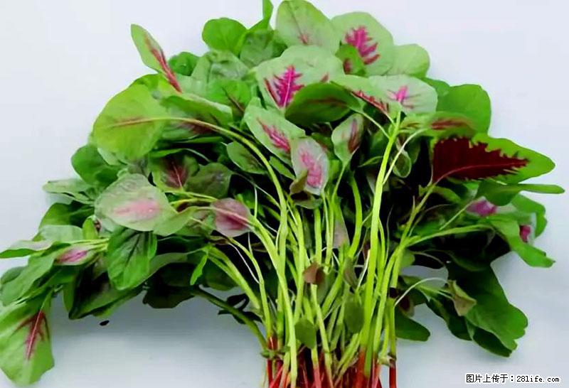 这些蔬菜是“天然钙片”，这6种被医生重点推荐 - 大兴安岭生活资讯 - 大兴安岭28生活网 dxal.28life.com