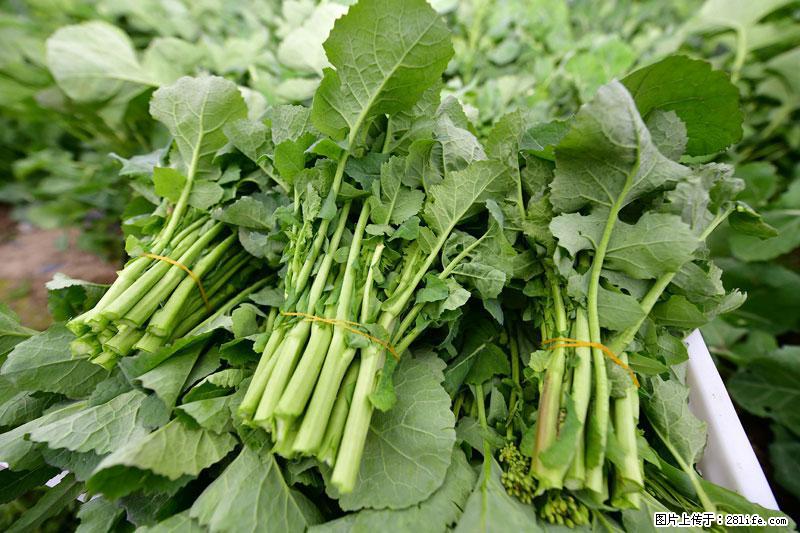 这些蔬菜是“天然钙片”，这6种被医生重点推荐 - 大兴安岭生活资讯 - 大兴安岭28生活网 dxal.28life.com